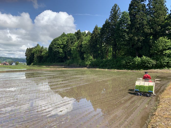 田植え20.5